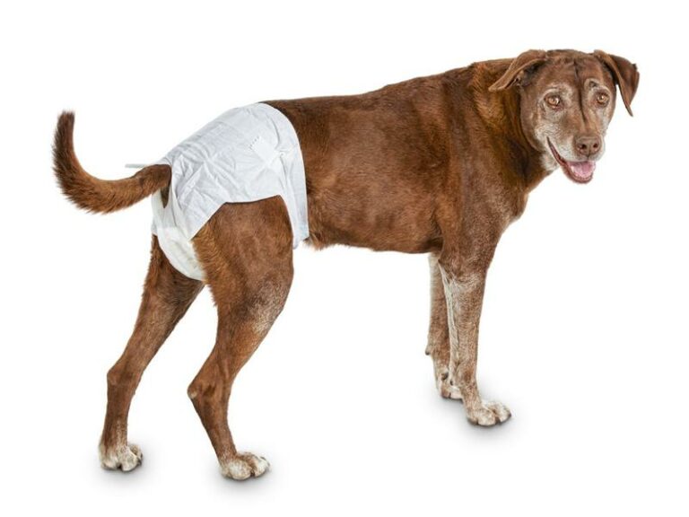 母狗纸尿裤（XL）